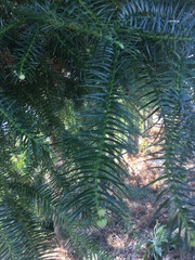 Cunninghamia lanceolata