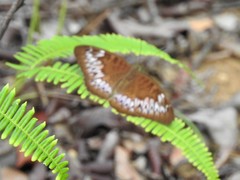 Adoliadini