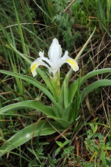 Iris orchioides