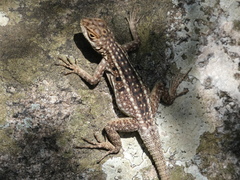 Oplurus quadrimaculatus