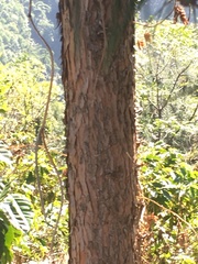 Cunninghamia lanceolata