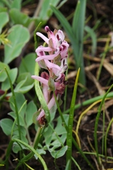 Corydalis ledebouriana
