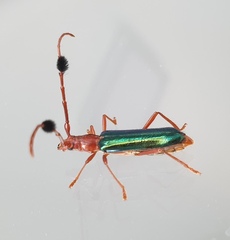 Compsocerus violaceus