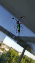 Compsocerus violaceus