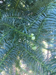 Cunninghamia lanceolata