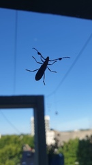 Compsocerus violaceus