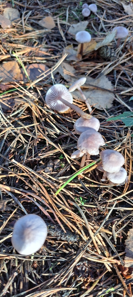 Mycena pura · November 2025 · photo: © john_ross4 (iNaturalist, cc0)