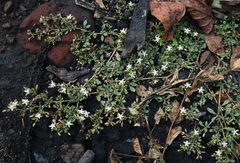 Glinus oppositifolius