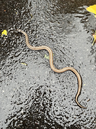 Brown Snake