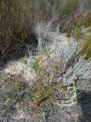 Trachyandra tabularis