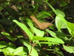 Dophla evelina