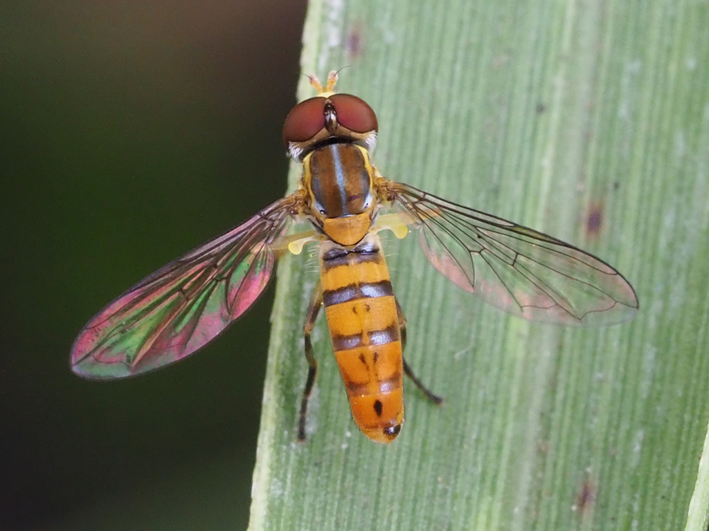 Toxomerus crockeri