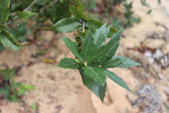 Quercus elliptica