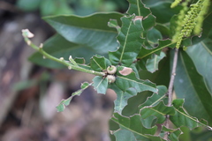 Quercus elliptica