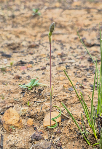 Matthews's Spiral Sun Orchid (Thelymitra matthewsii)