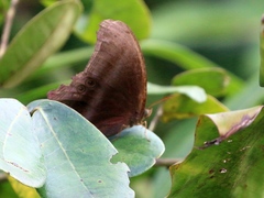 Coelites epiminthia