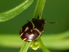 Platyphora spectabilis