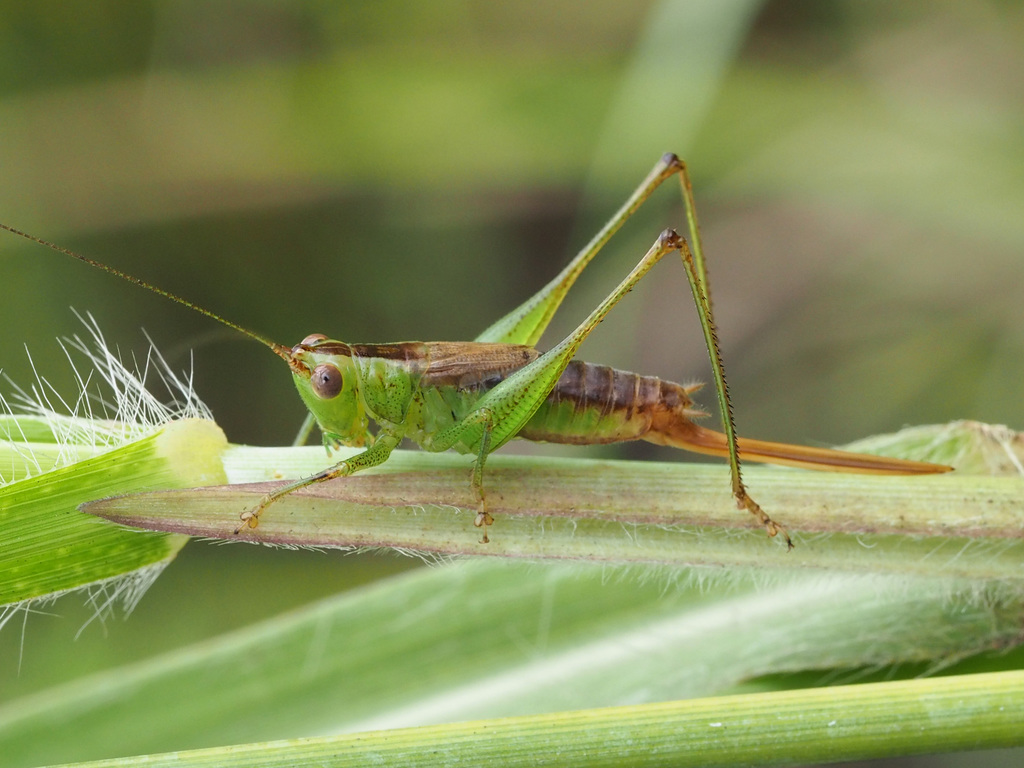 Conocephalus exitiosus