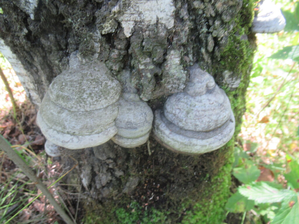 Fomes fomentarius · August 2025 · photo: © smsergey (iNaturalist, cc-by-nc)