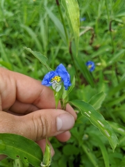 Commelina