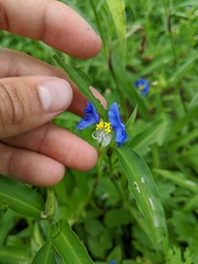Commelina