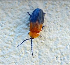 Lampyridae