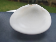 Laevicardium serratum