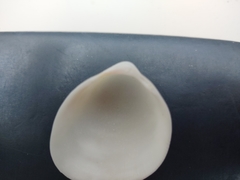 Laevicardium serratum