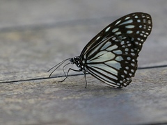 Ideopsis juventa