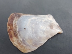 Isognomon alatus