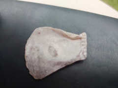 Isognomon alatus