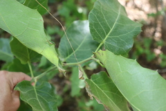 Hyperbaena ilicifolia