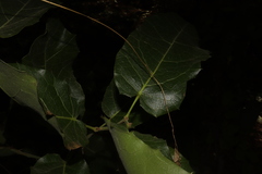 Hyperbaena ilicifolia