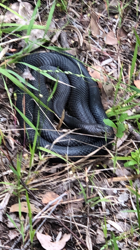 Mainland Dugite sighting