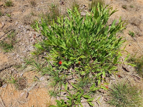 Image of Combretum platypetalum by no rights reserved