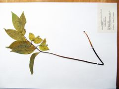 Polygonatum involucratum