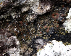 Acarospora glaucocarpa