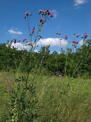 Centaurea scabiosa apiculata