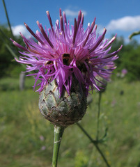 Centaurea scabiosa apiculata