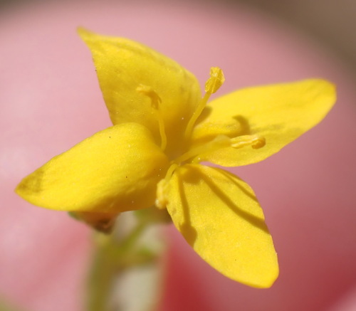 Golden Yellowwort (Sebaea aurea)