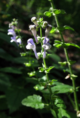 Scutellaria altissima