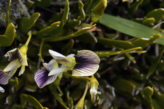 Carmichaelia corrugata