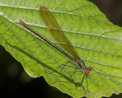Calopteryx angustipennis