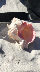 Phyllonotus erythrostomus