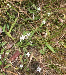 Viola vittata