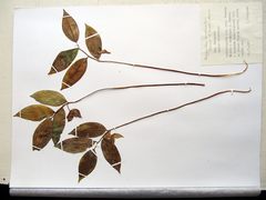 Polygonatum involucratum