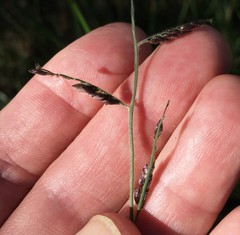 Urochloa mutica