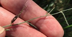 Urochloa mutica