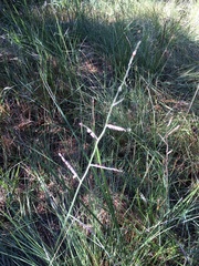Urochloa mutica