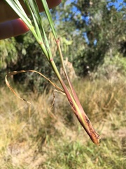 Urochloa mutica